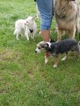 Hundetreffen Niederkassel 1