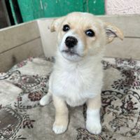 Adele, geb. November 2025, Rumänien Adele, geb. November 2025, Rumänien