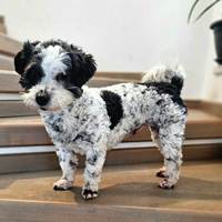 Airin, geb. Januar 2023, Rumänien Airin, geb. Januar 2023, Rumänien