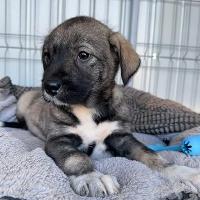 Annalise, geb. 11.2025, Rumänien Annalise, geb. 11.2025, Rumänien