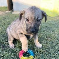 Annisia, geb. 11.2025, Rumänien Annisia, geb. 11.2025, Rumänien