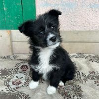 Ayana, geb. November 2025, Rumänien - Welpe