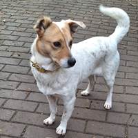 Aylin, geb. November 2022, Rumänien Aylin, geb. November 2022, Rumänien