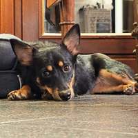 Chia, geb. März 2025, Pflegestelle in 25492 Heist