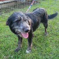 Deka, geb. Mai 2023, Rumänien Deka, geb. Mai 2023, Rumänien