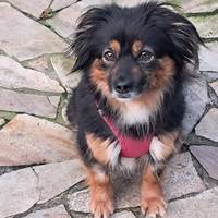 Dolores, geb. Januar 2021, Pflegestelle in 25436 Uetersen Dolores, geb. Januar 2021, Pflegestelle in 25436 Uetersen