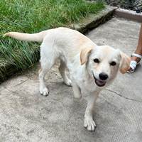 Goldie, geb. April 2025, Rumänien - junge Hündin Goldie, geb. April 2025, Rumänien - junge Hündin