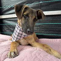 Haya, geb. Februar 2024, Rumänien Haya, geb. Februar 2024, Rumänien