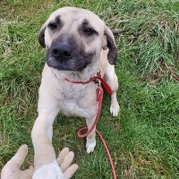 Jolie, geb. 2020, Rumänien Jolie, geb. 2020, Rumänien