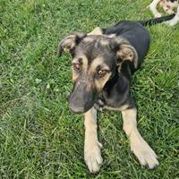 Karissa - liebenswertes Hundekind