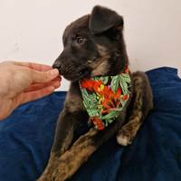 Kenya, geb. Februar 2025, Rumänien Kenya, geb. Februar 2025, Rumänien