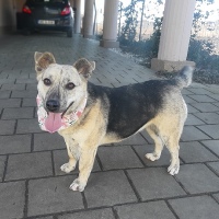 Kiko, geb. 2022, Rumänien - kleine Hündin Kiko, geb. 2022, Rumänien - kleine Hündin