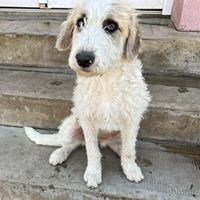 Leila - tolles Hundemädel