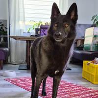 Lexa, geb. Januar 2023, in 50389 Wesseling