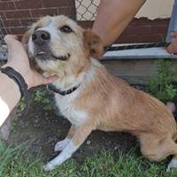 Lizzy, geb. Juni 2020, Rumänien