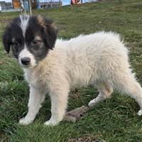 Malibu, geb. Oktober 2025, Rumänien