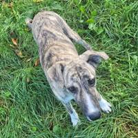 Michaella, geb. Februar 2025, Rumänien Michaella, geb. Februar 2025, Rumänien