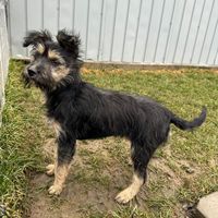 Milly, geb. November 2025, Rumänien