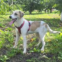 Minty, geb. März 2025, Rumänien Minty, geb. März 2025, Rumänien