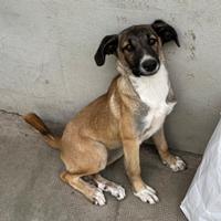 Miriam, geb. April 2025, Rumänien Miriam, geb. April 2025, Rumänien