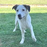 Natasha, geb. Februar 2025, Rumänien Natasha, geb. Februar 2025, Rumänien