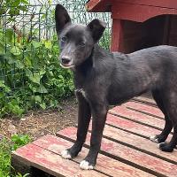 Nuca, geb. Februar 2025, Rumänien Nuca, geb. Februar 2025, Rumänien