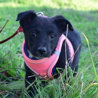 Pallina verspielter hübscher Welpe 0