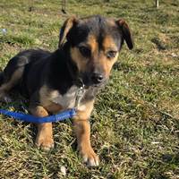 Pewee, geb. 2024, Rumänien Pewee, geb. 2024, Rumänien