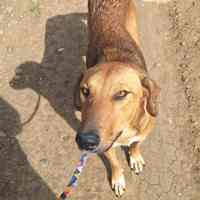 Rosé, geb. Oktober 2022, junge Hündin