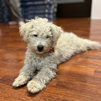 Scylla, geb. Mai 2025, Welpe