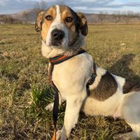 Tammy hübsche kleinere Hündin