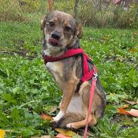 Simba, geb. November 2023, Rumänien