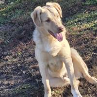 Junger Rüde - Elmo, geb. März 2025, Rumänien Junger Rüde - Elmo, geb. März 2025, Rumänien