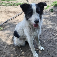 Erik, geb. Mai 2021, Rumänien - A Erik, geb. Mai 2021, Rumänien - A