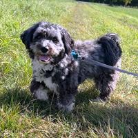 Fido, geb. Dezember 2022, Pflegestelle in Bünde Fido, geb. Dezember 2022, Pflegestelle in Bünde