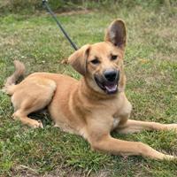 Jasper, November 2021, Pflegestelle in Enger Jasper, November 2021, Pflegestelle in Enger