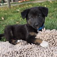 Lampert, geb. September 2025, Rumänien - Welpe Lampert, geb. September 2025, Rumänien - Welpe