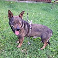 Levi, geb. 2022, Rumänien Levi, geb. 2022, Rumänien