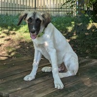 LOS. geb. März 2024, Rumänien LOS. geb. März 2024, Rumänien