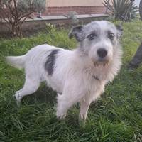 Madox - toller junger Rüde