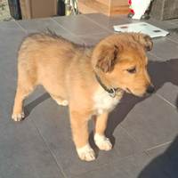 Mambo, geb. Oktober 2025, Rumänien - Welpe