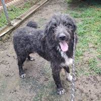 Memphis, geb. Oktober 2024, Rumänien - Junghund