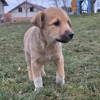 Milan, geb. Oktober 2025, Rumänien Milan, geb. Oktober 2025, Rumänien