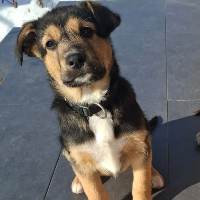 Mochito, geb. Oktober 2025, Rumänien - Welpe