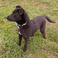 Pallino, geb. August 2022, Rumänien Pallino, geb. August 2022, Rumänien