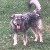 Picasso, hübscher Wuschelmix Rüde Picasso, hübscher Wuschelmix Rüde