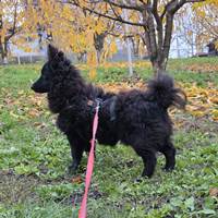 Pupy, geb. Februar 2025, junger Rüde