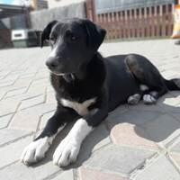 Rain, geb. August 2023, Rumänien Rain, geb. August 2023, Rumänien