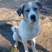 Riley, geb. Januar 2022, Rumänien Riley, geb. Januar 2022, Rumänien