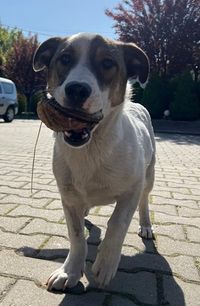 Rock - kleiner R&uuml;de sucht eine Familie image2